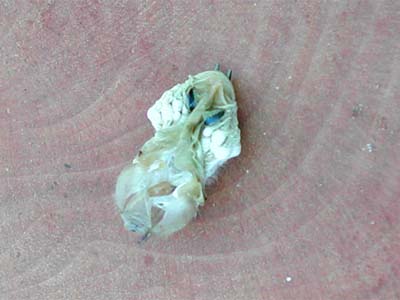 アオスジアゲハの幼虫の抜け殻