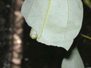 アオスジアゲハの幼虫